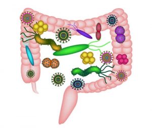 Обнаружена связь между кишечными бактериями и фибромиалгией